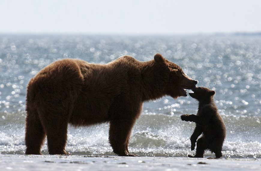 Bears – Disneynature (2014)